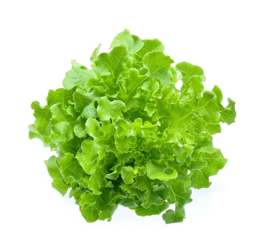 Light Green Lettuce Seeds