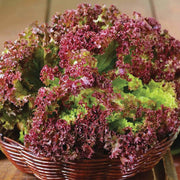Lolla Rossa Lettuce Seeds