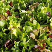 Mixed Lettuce Seeds