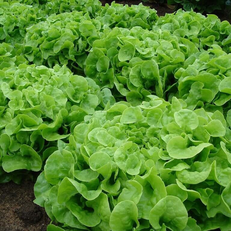 Oakleaf Lettuce Seeds