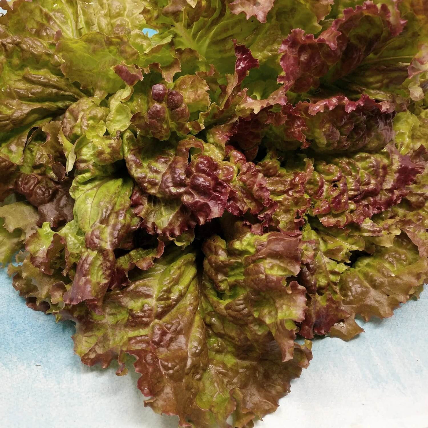 Prizehead Green Brown Lettuce Seeds