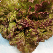 Prizehead Green Brown Lettuce Seeds