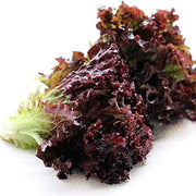 Purple Lettuce Seeds