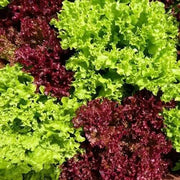 Red Green Mix Lettuce Seeds