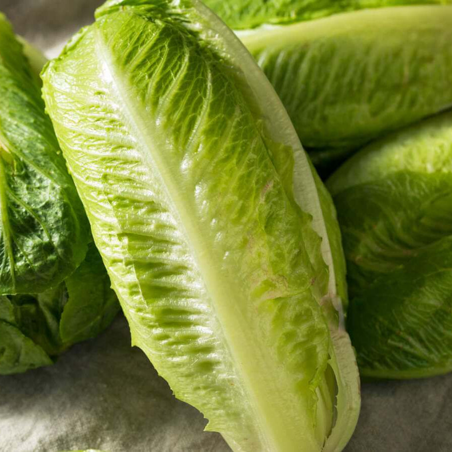 Romaine Lettuce Seeds