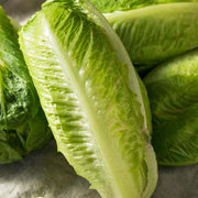 Romaine Lettuce Seeds
