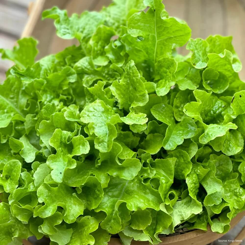 Salad Bowl Lettuce Seeds