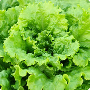 Slobolt Lettuce Seeds