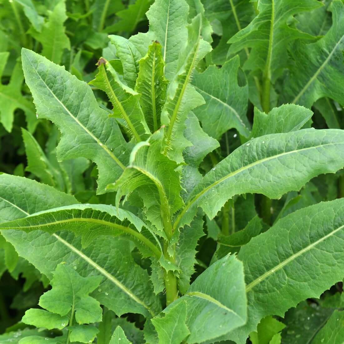 Wild Lettuce Seeds