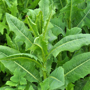 Wild Lettuce Seeds