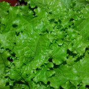 Slobolt Lettuce Seeds