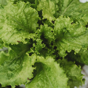 Slobolt Lettuce Seeds