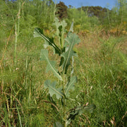 Wild Lettuce Seeds