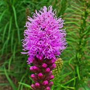 Liatris Spicata Blazing Star Seeds