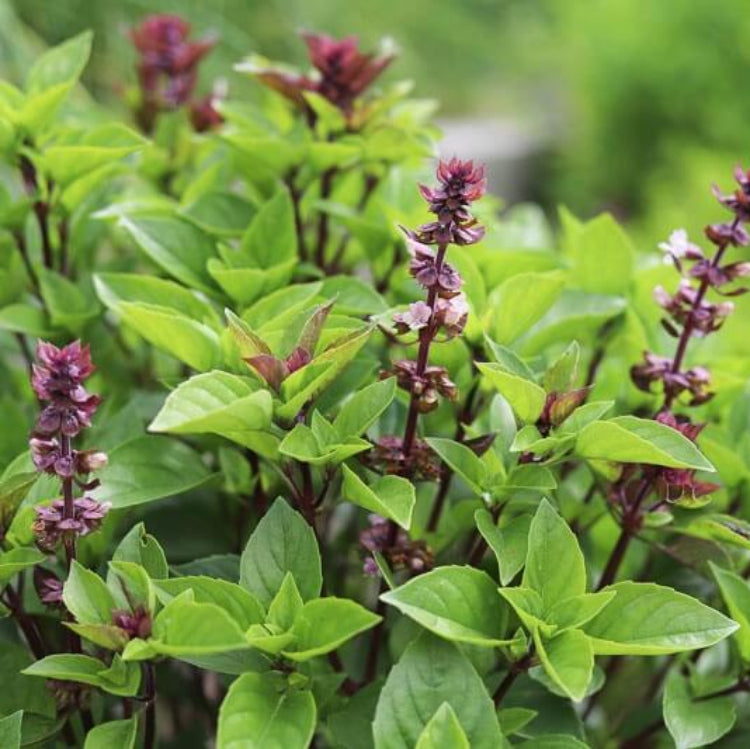 Licorice Ocimum Basilicum Basil Seeds, Herbal