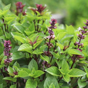 Licorice Ocimum Basilicum Basil Seeds, Herbal