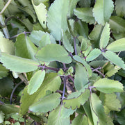 Life Plant Bryophyllum Pinnatum Seeds - Herbal Seeds