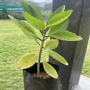 Life - Herbal Seeds