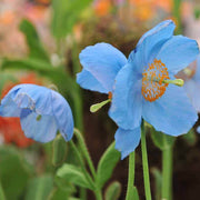 Grandis Blue Meconopsis Seeds