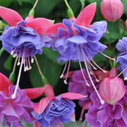 Light Blue Pink Fuchsia Seeds - Flower Plant