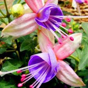 Light Blue Pink Fuchsia Seeds - Flower Plant