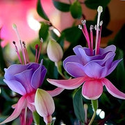 Light Blue Pink Fuchsia Seeds - Flower Plant