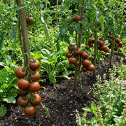 Light Brown Tomato Seeds
