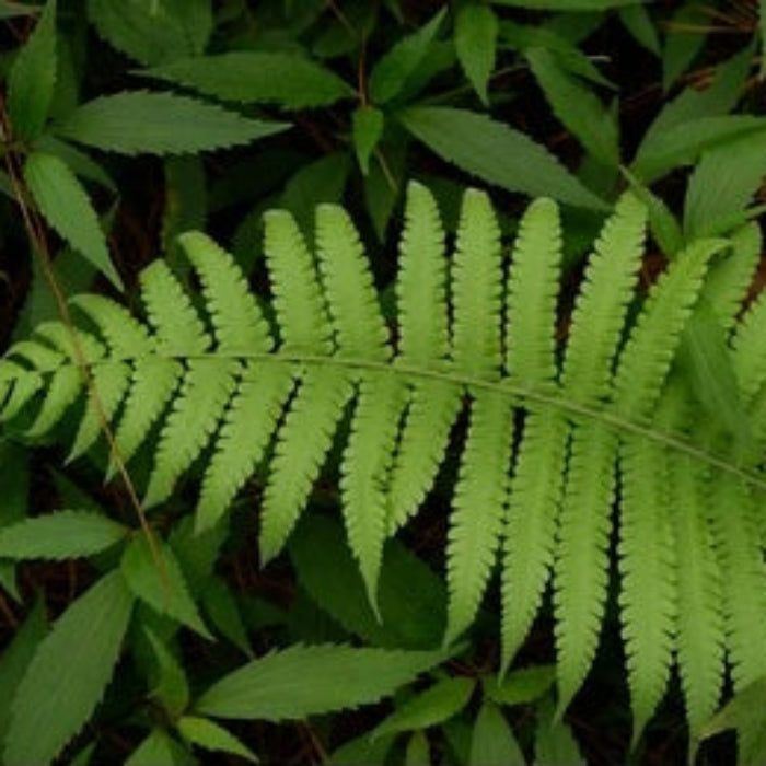 Light Green Fern Pteridophyta seeds - Flower Plant