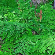 Light Green Fern Pteridophyta seeds - Flower Plant