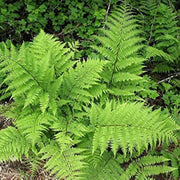 Light Green Fern Pteridophyta seeds - Flower Plant