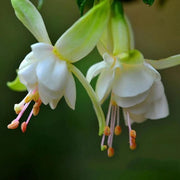 Light Green Fuchsia Seeds - Flower Plant