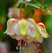 Light Green Fuchsia Seeds - Flower Plant