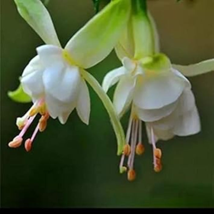 Light Green Fuchsia Seeds - Flower Plant