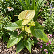 Light Green anthurium Seeds