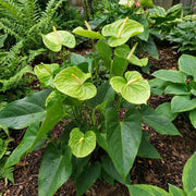 Light Green anthurium Seeds