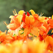 Light Orange Azalea Seeds