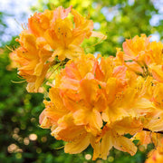 Light Orange Azalea Seeds