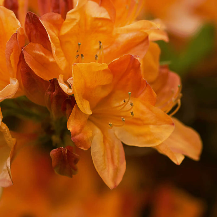 Light Orange Azalea Seeds
