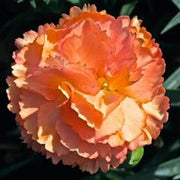 Wildflower Light Orange Carnation Seeds