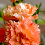 Wildflower Light Orange Carnation Seeds