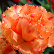 Wildflower Light Orange Carnation Seeds