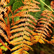 Light Orange Fern Seeds - Flower Plant
