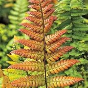 Light Orange Fern Seeds - Flower Plant
