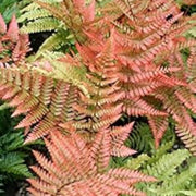 Light Orange Fern Seeds - Flower Plant