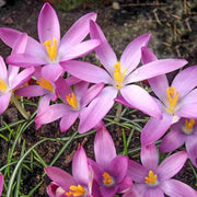 Light Pink Crocus Seeds