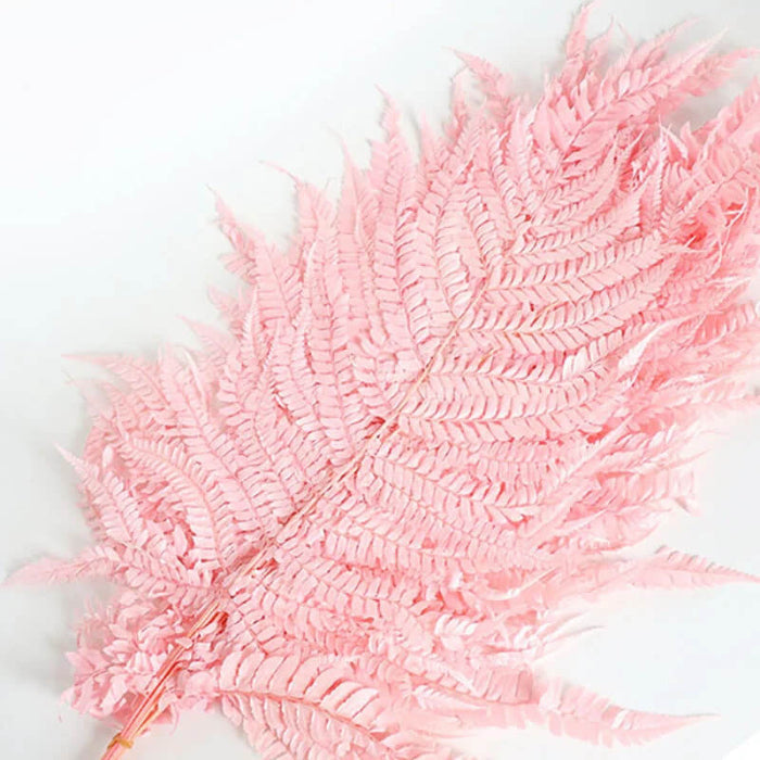 Light Pink Fern Pteridophyta Seeds - Flower Plant
