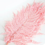 Light Pink Fern Pteridophyta Seeds - Flower Plant