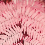 Light Pink Fern Pteridophyta Seeds - Flower Plant