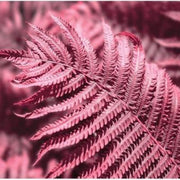 Light Pink Fern Pteridophyta Seeds - Flower Plant