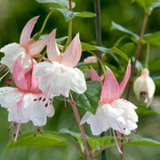 Light Pink Fuchsia Seeds - Flower Plant